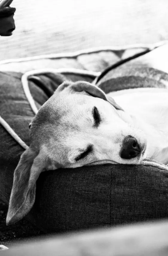 GUINNESS — T.P.U Maskottchen, für immer Teil des Teams